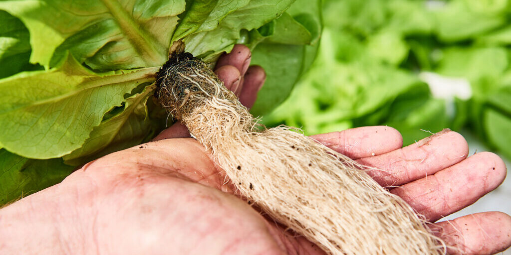 Growcoon_Lettuce_Kruidenaer (6) Growcoon_Lettuce_Kruidenaer (6)